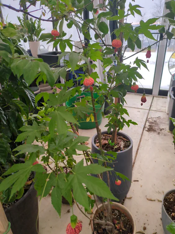 **Added photo** (2026-01-04)