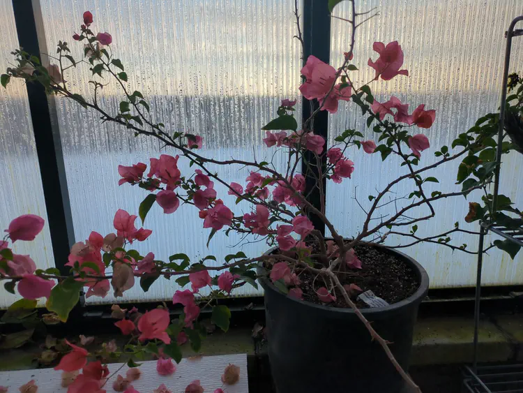 **Added photo** (2026-01-02)