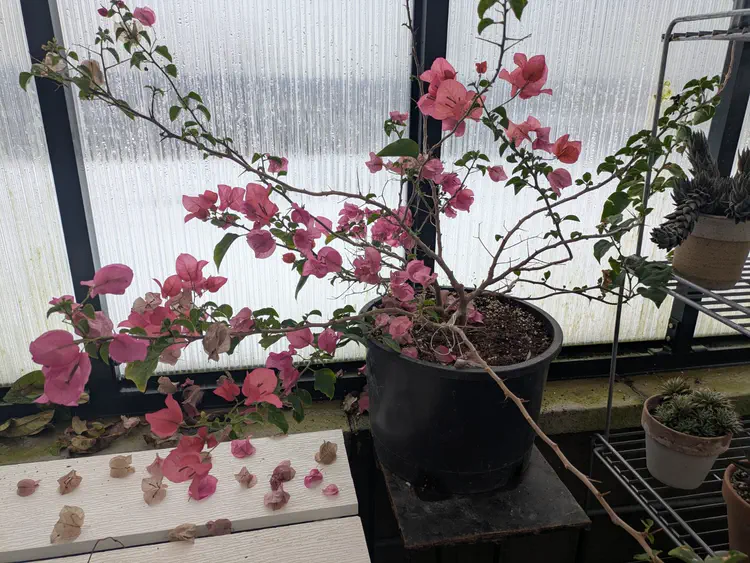 **Added photo** (2026-01-03)