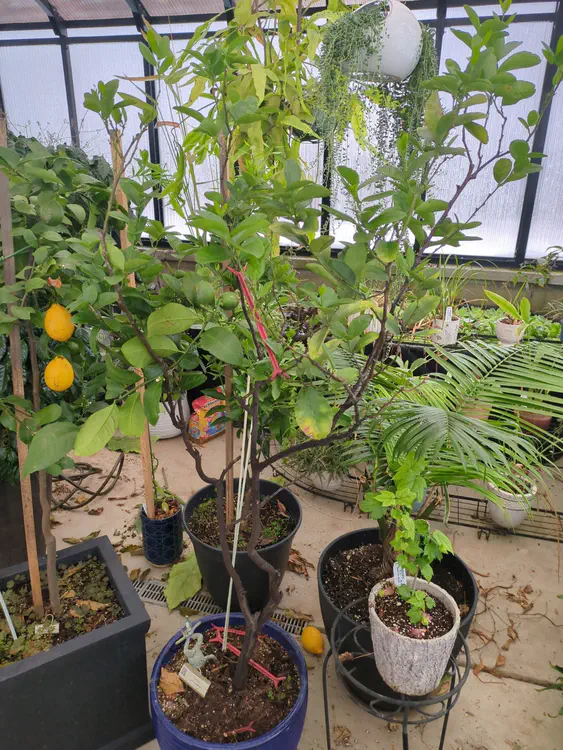 **Added photo** (2026-01-04)