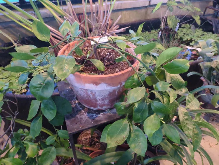 **Added photo** (2026-01-02)