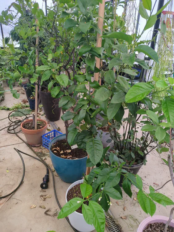 **Added photo** (2026-01-04)