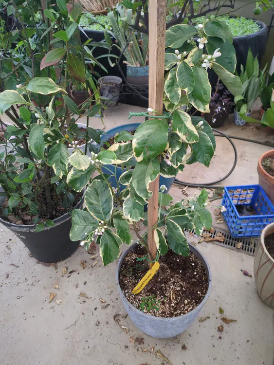 **Added photo** (2026-01-04)