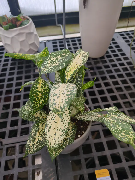 **Added photo** (2026-01-04)