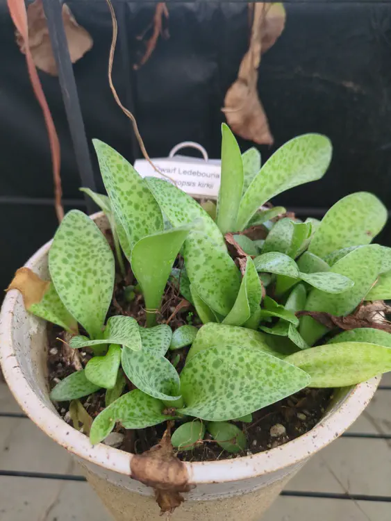 **Added photo** (2026-01-03)