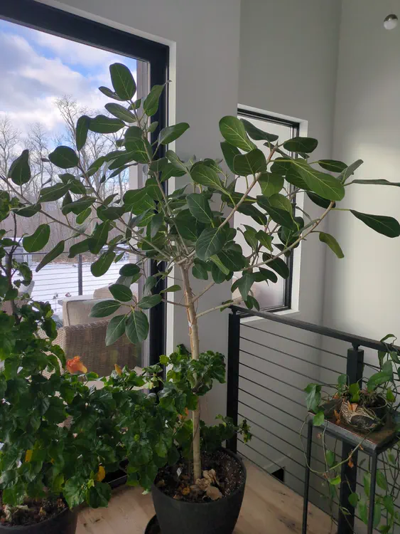 **Added photo** (2026-01-02)