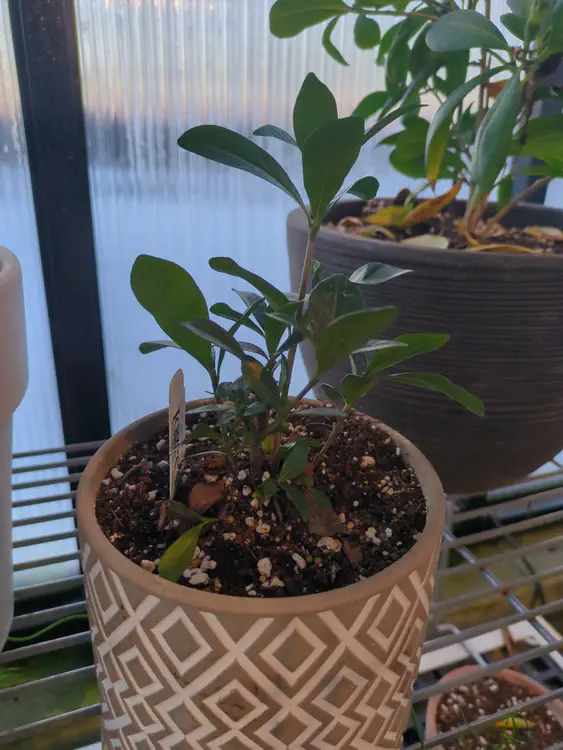 **Added photo** (2026-01-02)