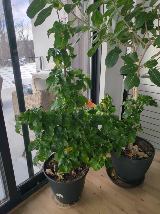 **Added photo** (2026-01-02)