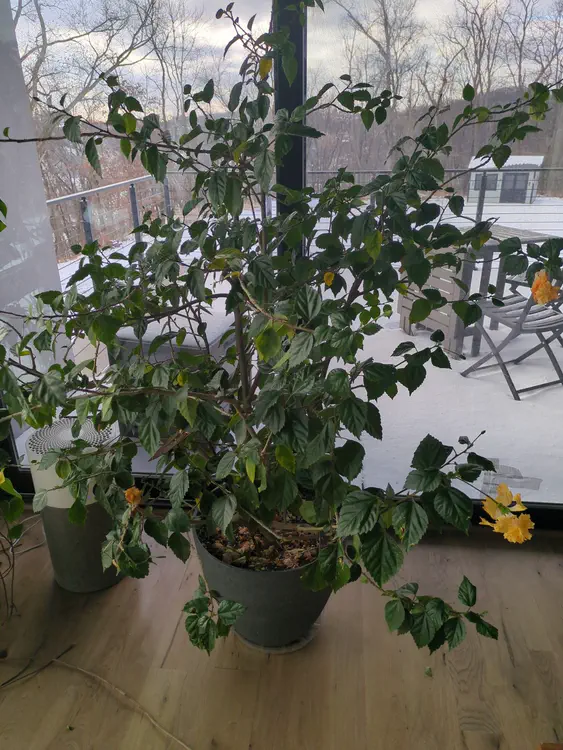 **Added photo** (2026-01-02)