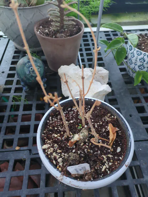 **Added photo** (2026-01-02)