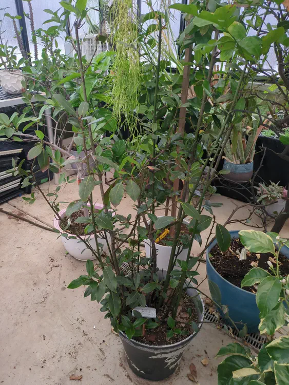 **Added photo** (2026-01-04)