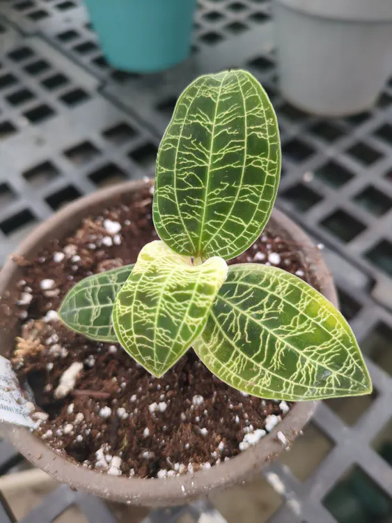 **Added photo** (2026-01-04)