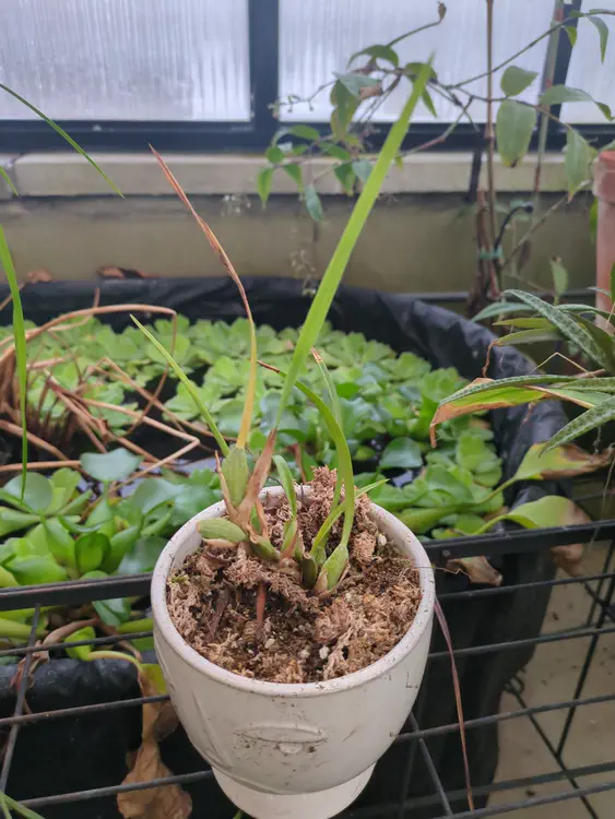 **Added photo** (2026-01-03)