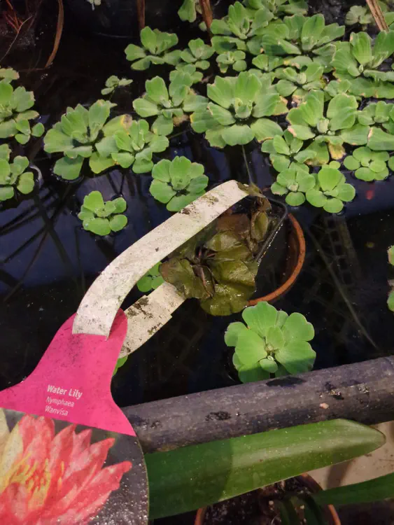 **Added photo** (2026-01-02)