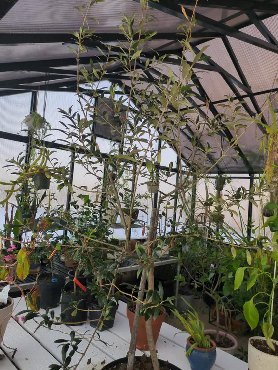 **Added photo** (2026-01-02)