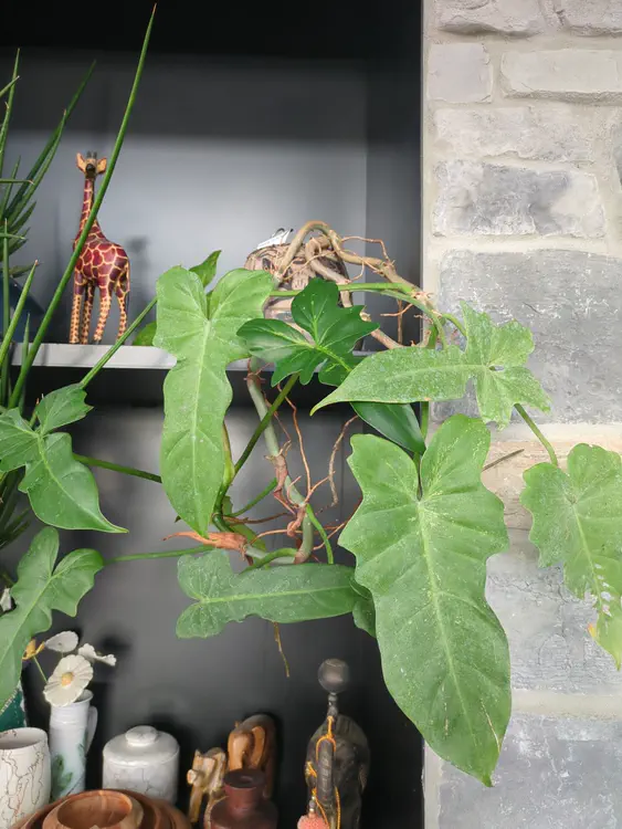 **Added photo** (2026-01-02)