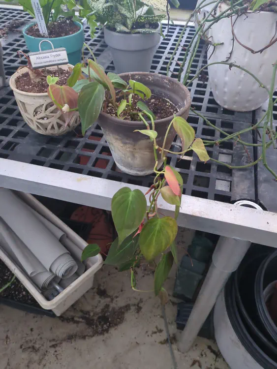 **Propagation** (2026-01-03)
baby in greenhouse