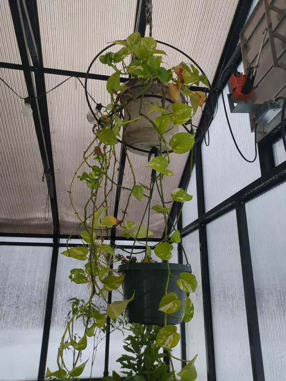 **hanging in greenhouse** (2026-01-04)