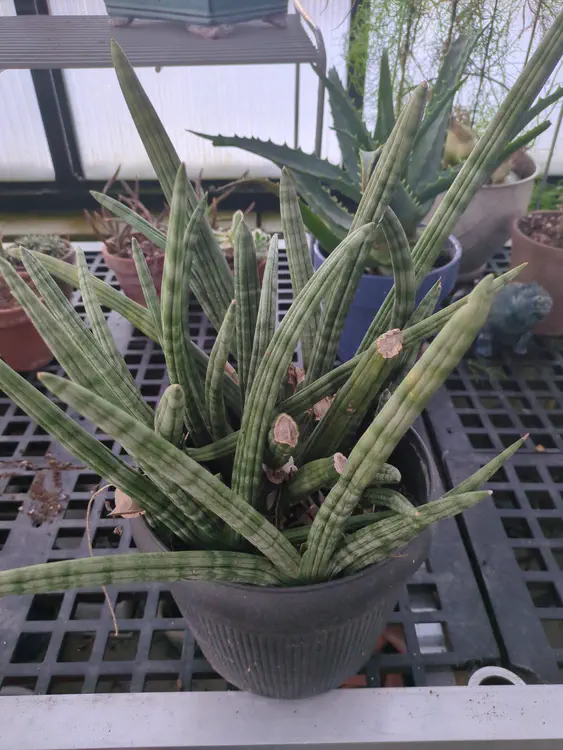 **Added photo** (2026-01-02)