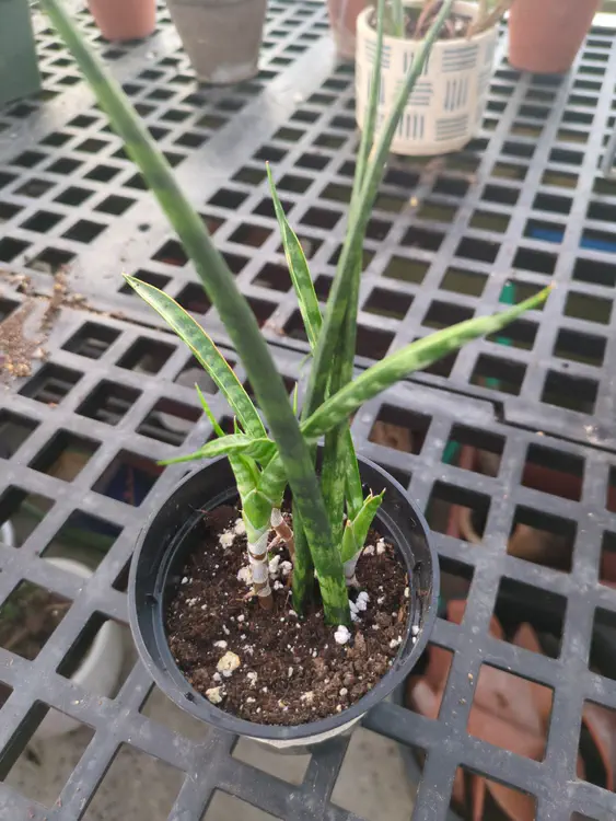 **Added photo** (2026-01-02)