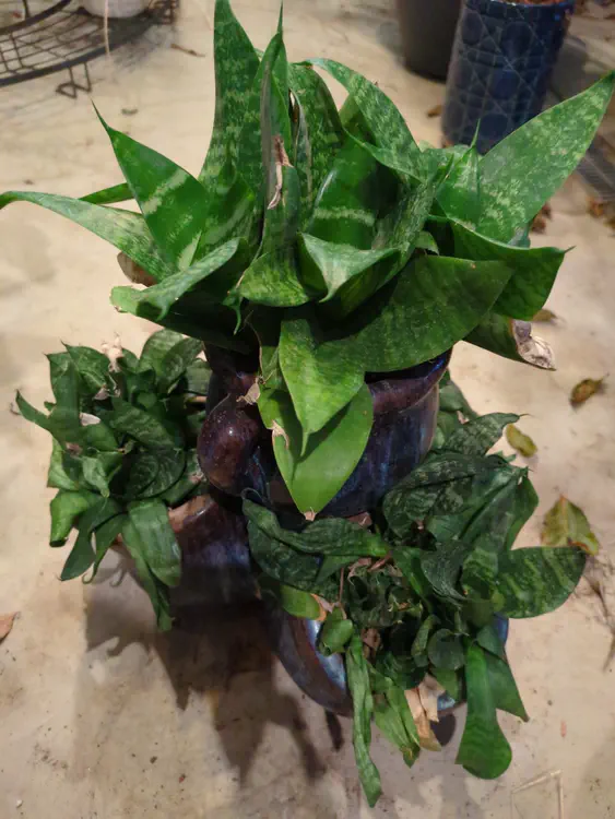 **Added photo** (2026-01-02)