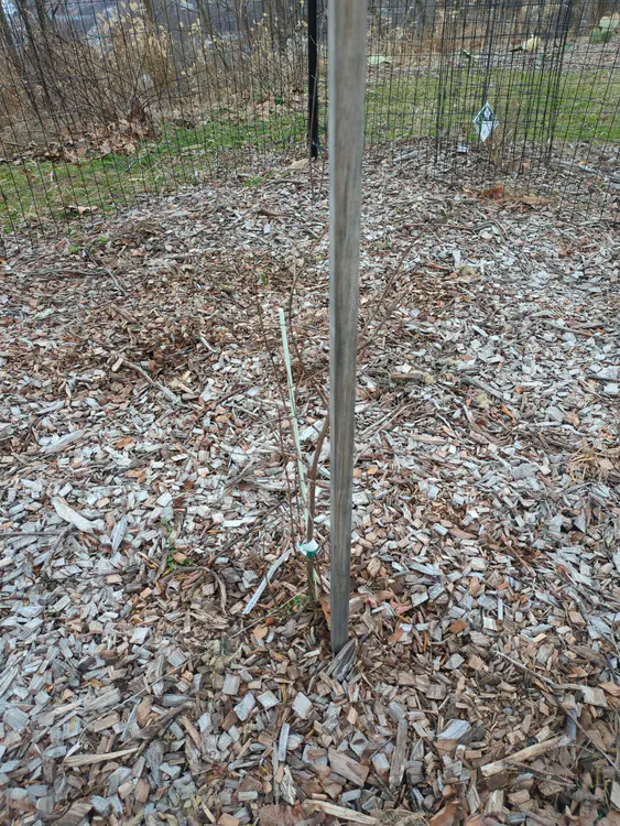 **Added photo** (2026-03-07)