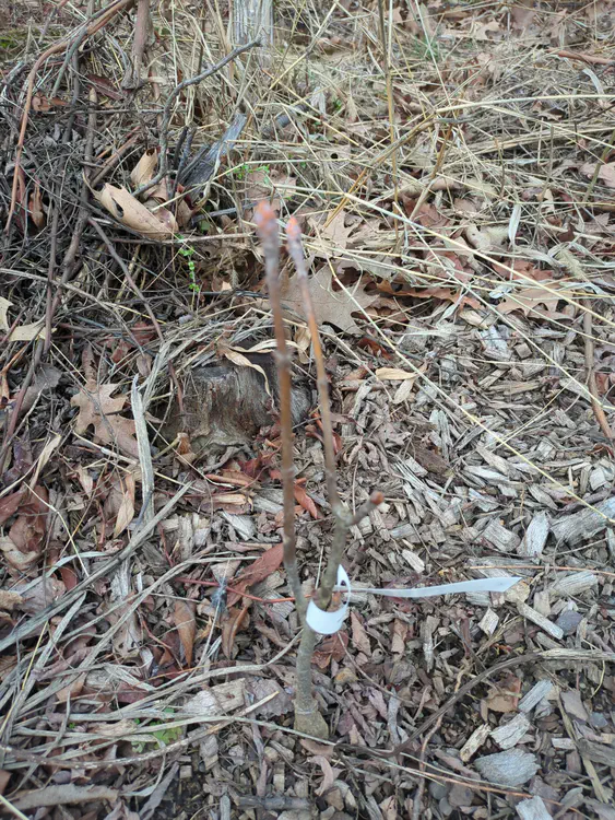 **Added photo** (2026-03-07)