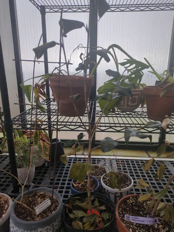 **hospitalized** (2026-02-22)
dried out, dropped leaves