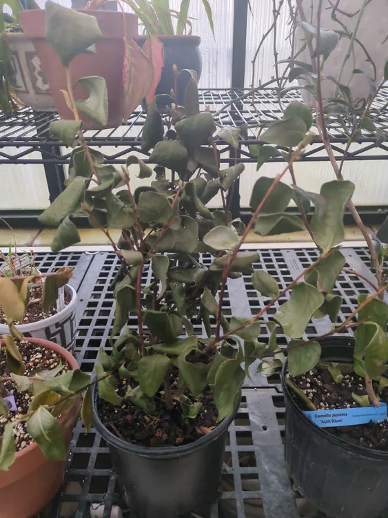 **hospitalized** (2026-02-22)
dried out, curled leaves