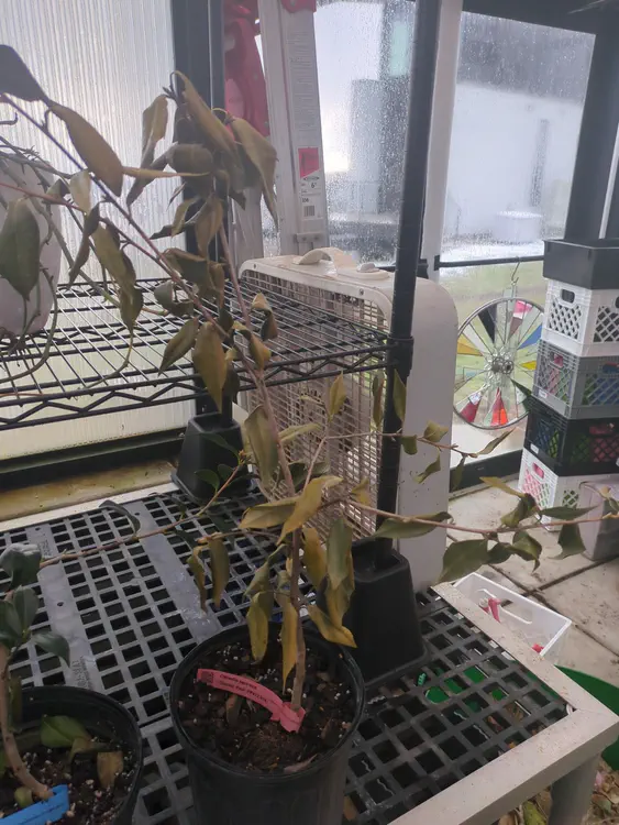 **Hospitalized** (2026-02-22)
maybe very dried out, yellow and curled leaves