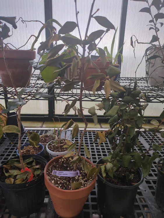 **hospitalized** (2026-02-22)
maybe from drying out, yellow and curled leaves