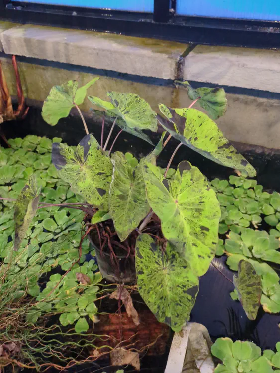 **Added photo** (2026-01-02)