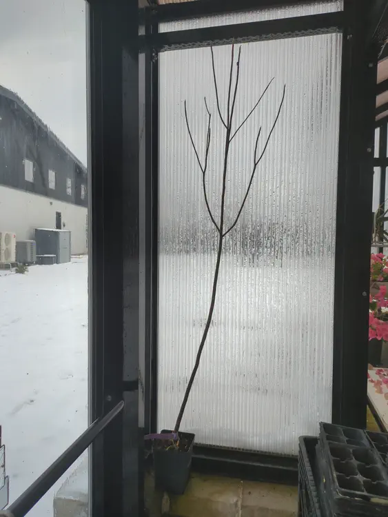 **Added photo** (2026-01-04)