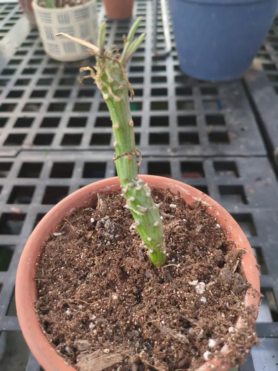 **Added photo** (2026-01-02)