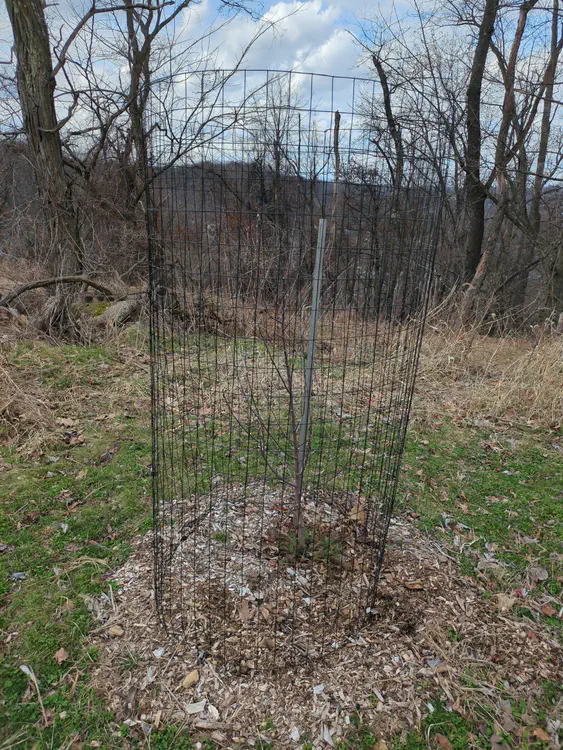 **Added photo** (2026-03-07)