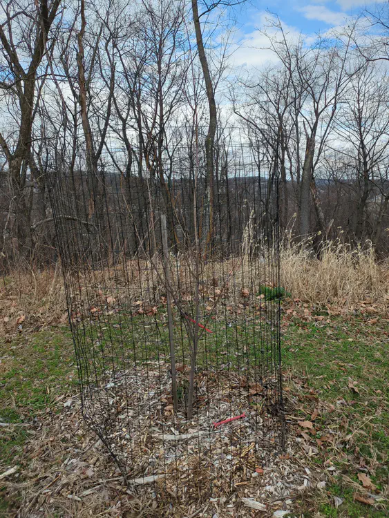 **Added photo** (2026-03-07)