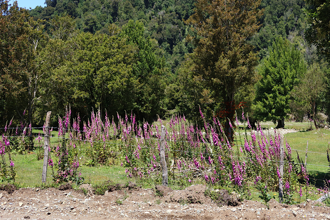 Foxglove of some sort?.