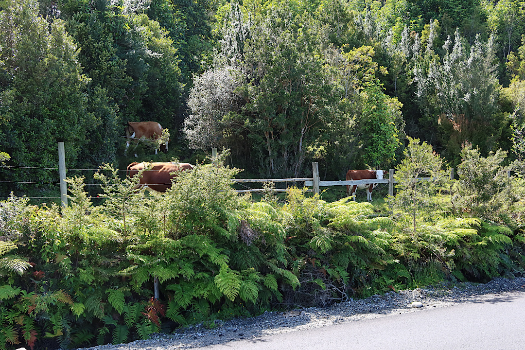 Hills of cows.