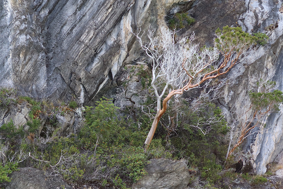 A particularly interesting dead tree near the actual tourist attraction.