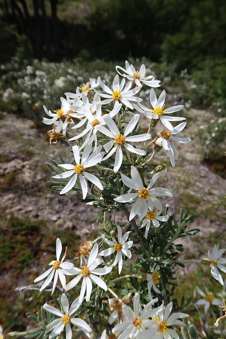 There were a lot of this nice little white flower at the border.