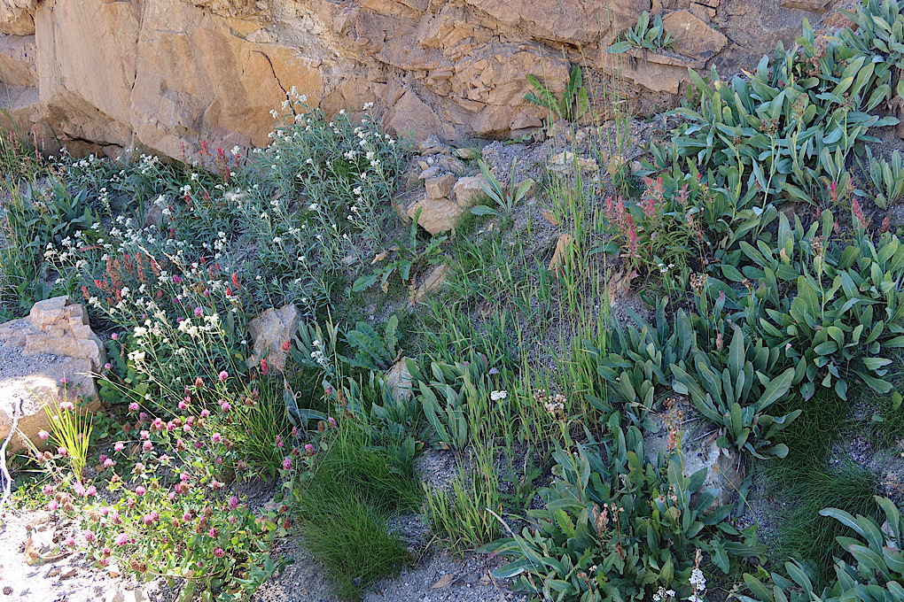 Roadside flowers