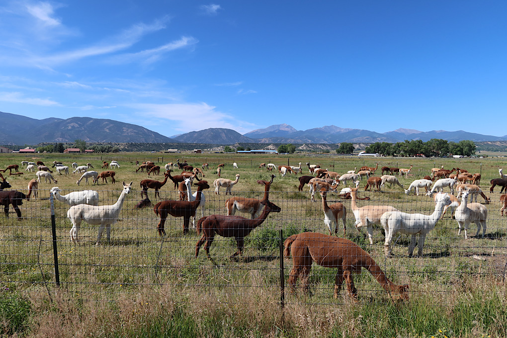 These llamas seemed very curious about me.