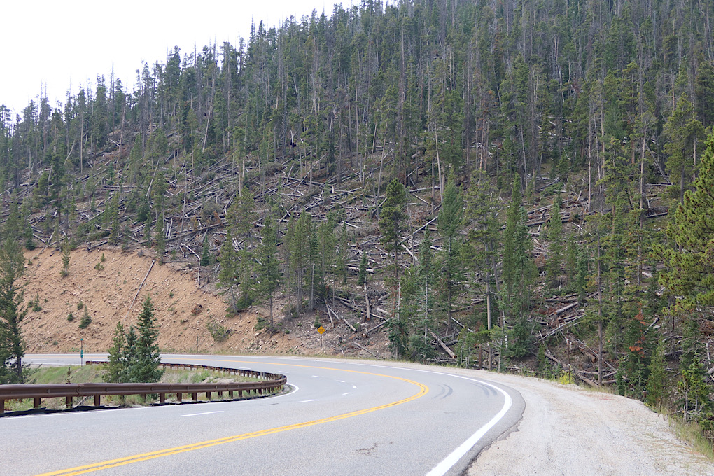 Lots of dead trees.