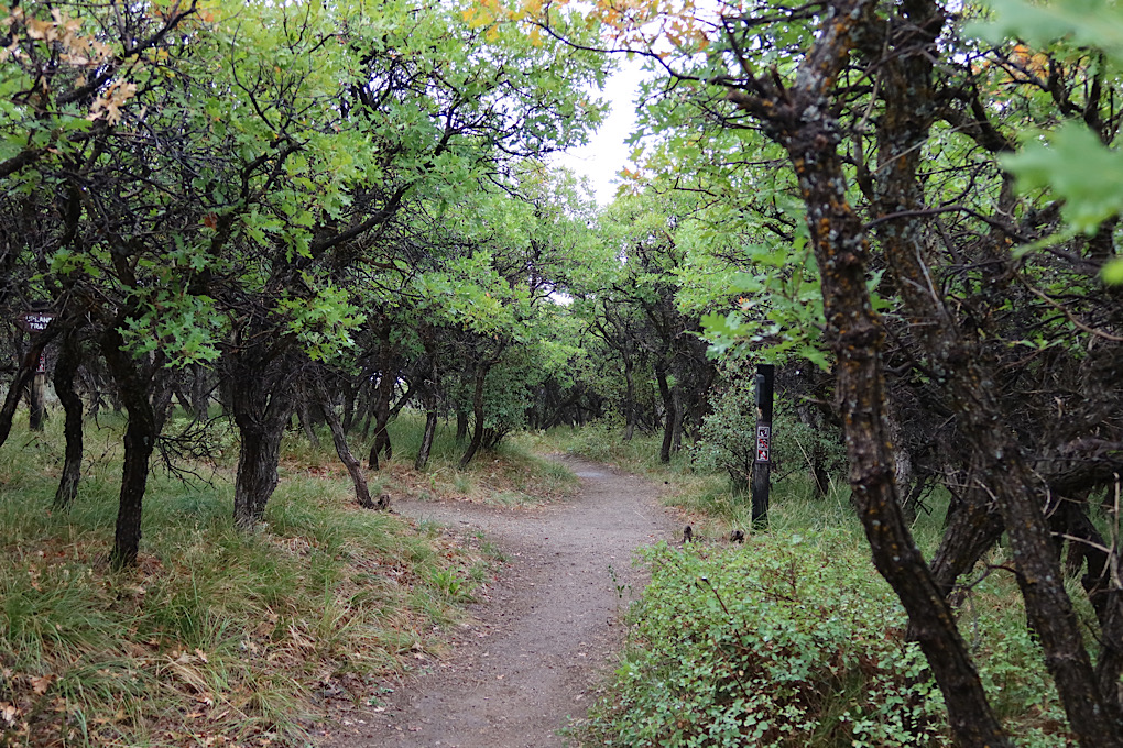 Trail through Gambel Oaks