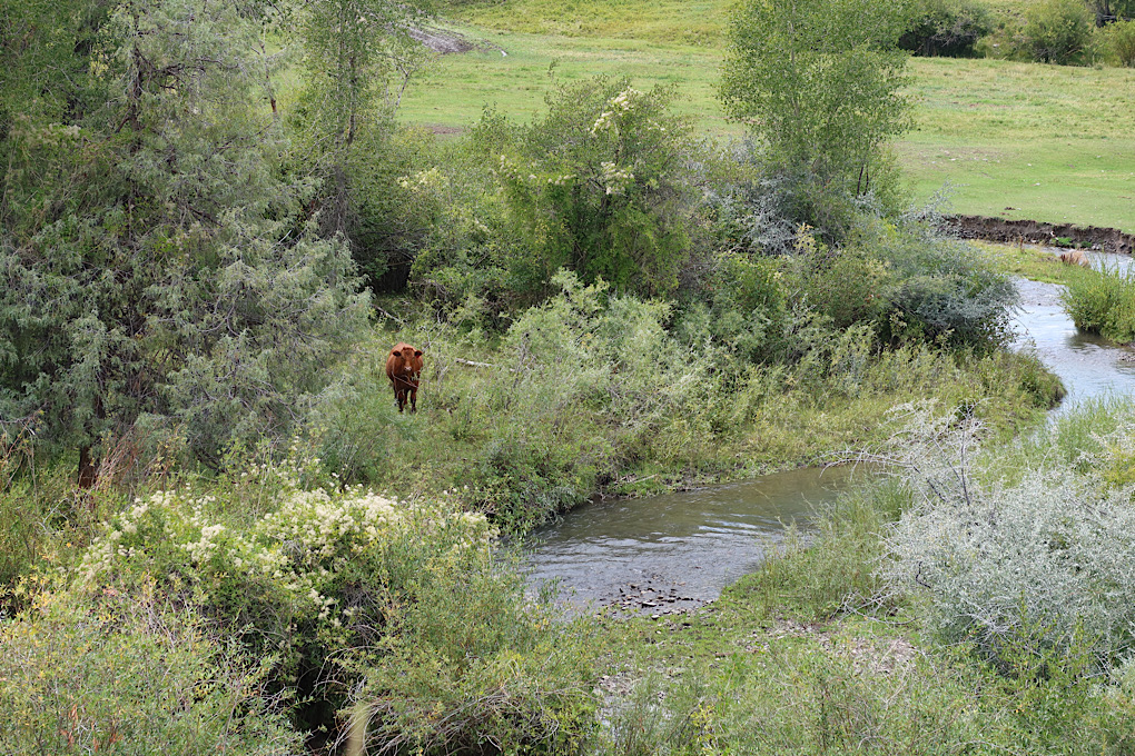 This cow just stared at me while I trudged along.