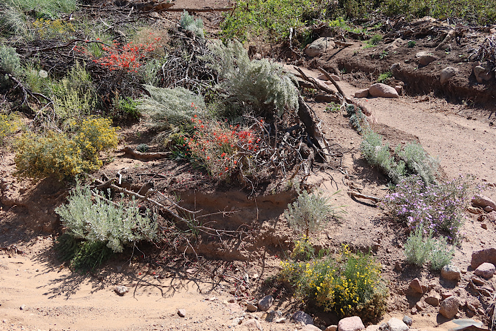 There were occasional small bursts of colors that weren't from rocks.