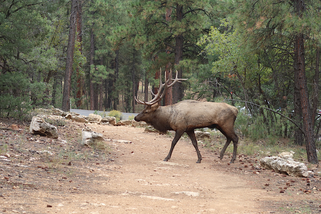 This guy made himself known by slowly crossing the path behind a group of us making quite a lot of noise.