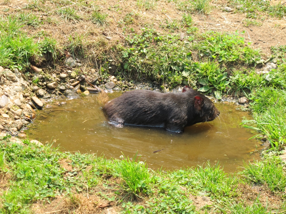 Post meal bath.