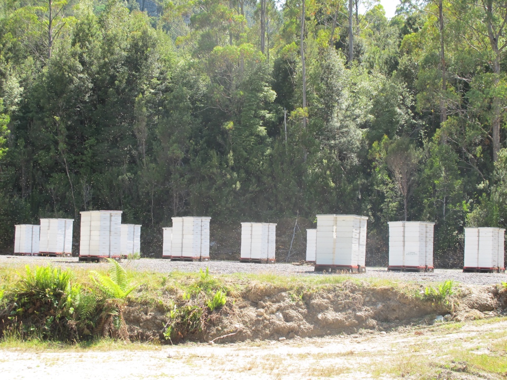 There were dozens of clusters of hives along the road today. Leatherwood honey is serious business, I guess.