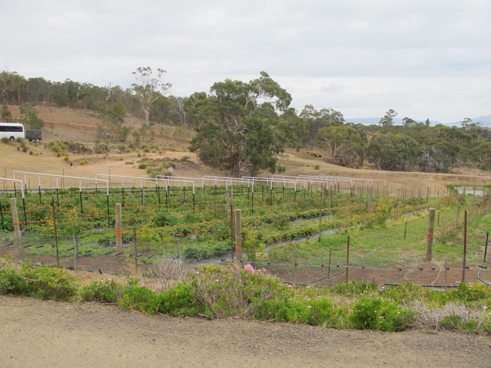 Berry fields, though nothing quite in season.